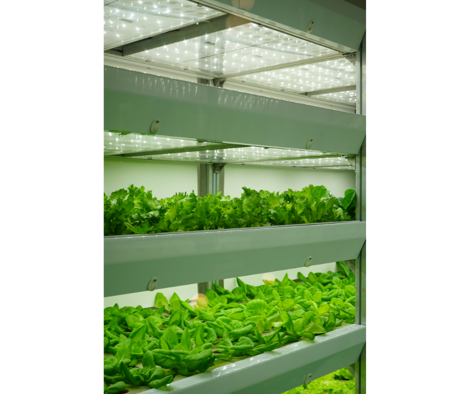 Ebb and flow system hydroponics