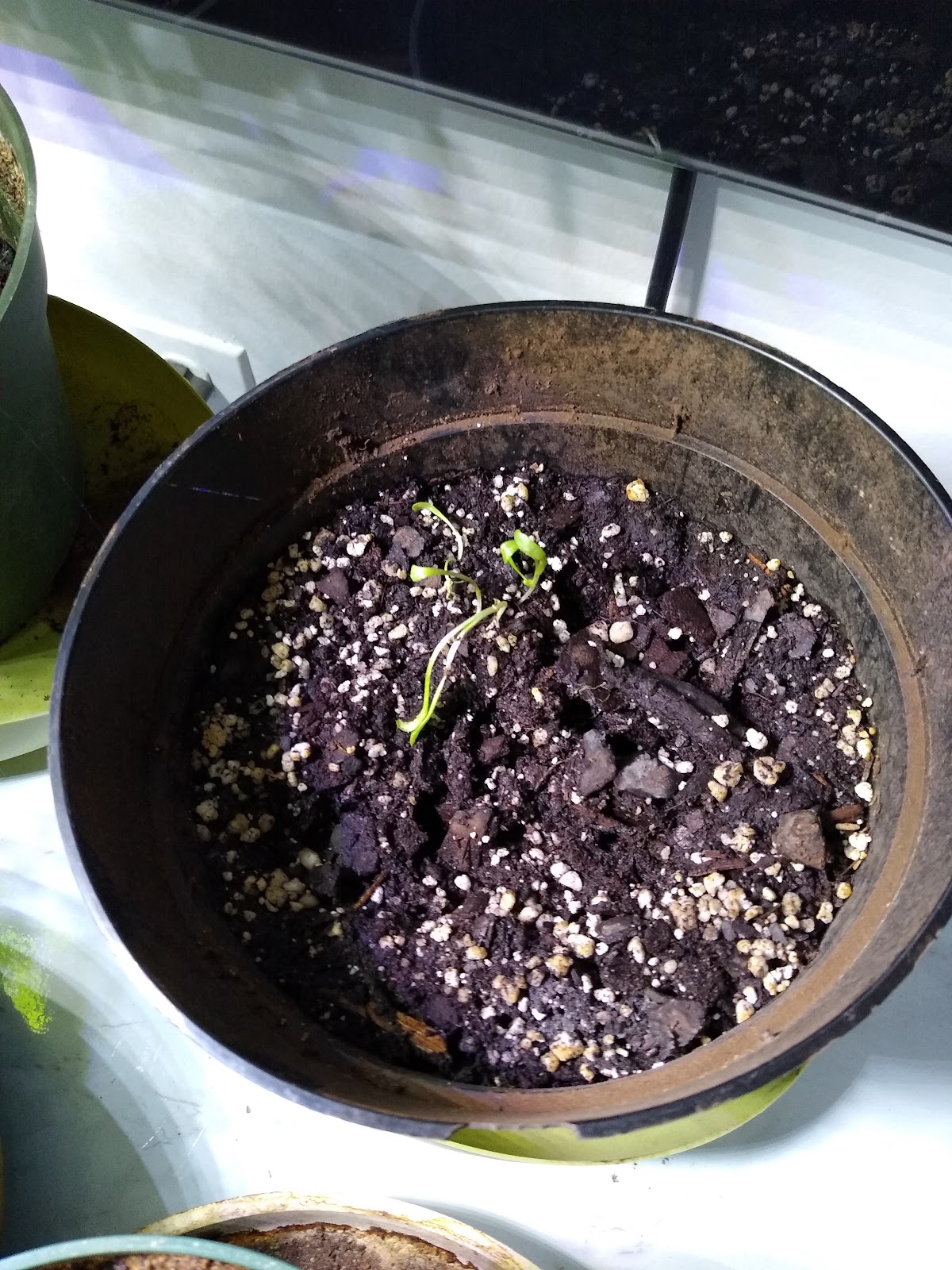 indoor tomato seedlings picture