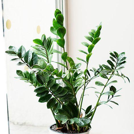 Zamioculcas zamiifolia (House Plant) | Van Meuwen