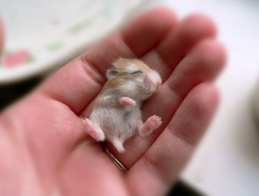 Filhote de hamster roborovski dormindo na mão de uma pessoa.