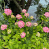 紫陽花