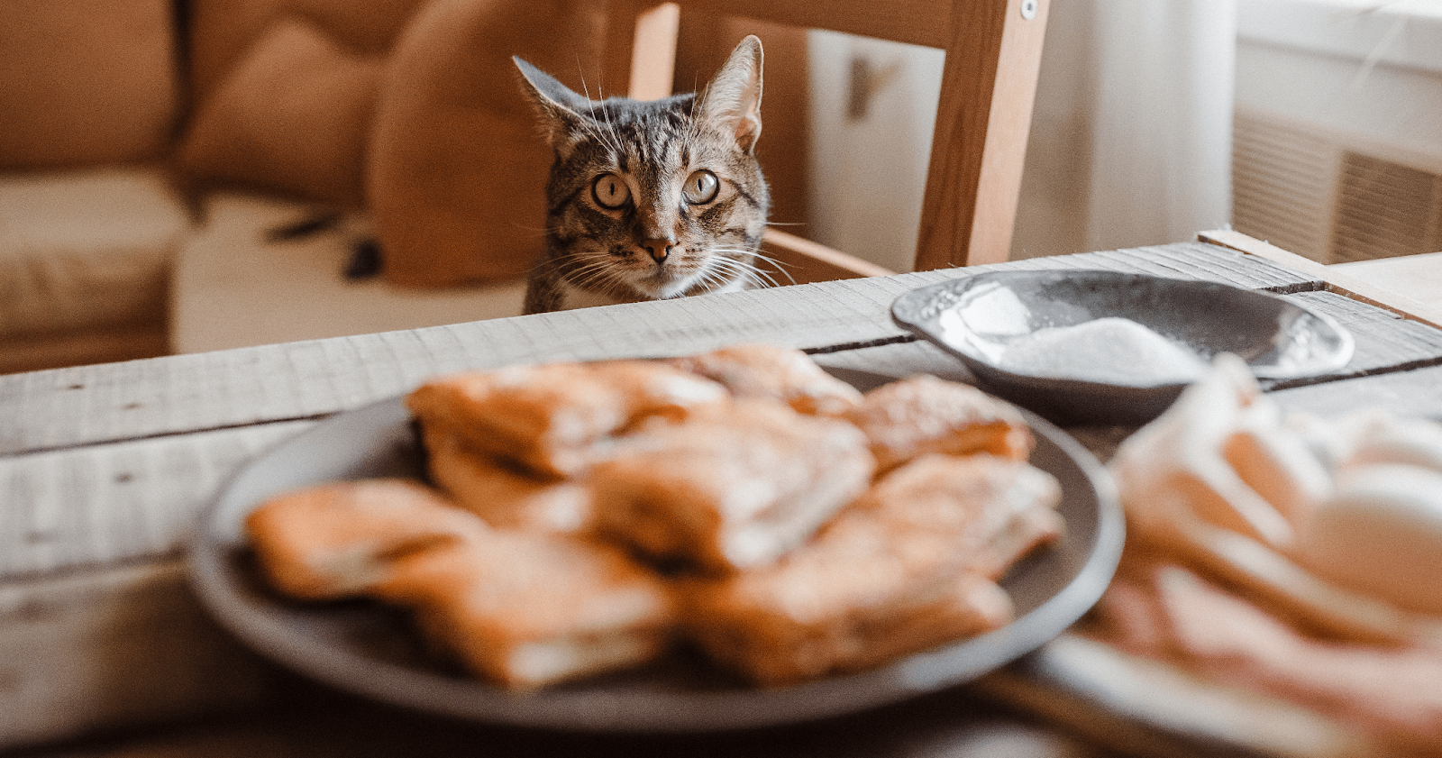 Cat staring at snacks on coffee table