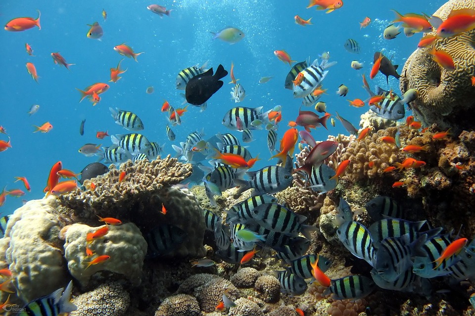 Free photo: Fish, Aquarium, Sea, Fish Tank - Free Image on Pixabay ...