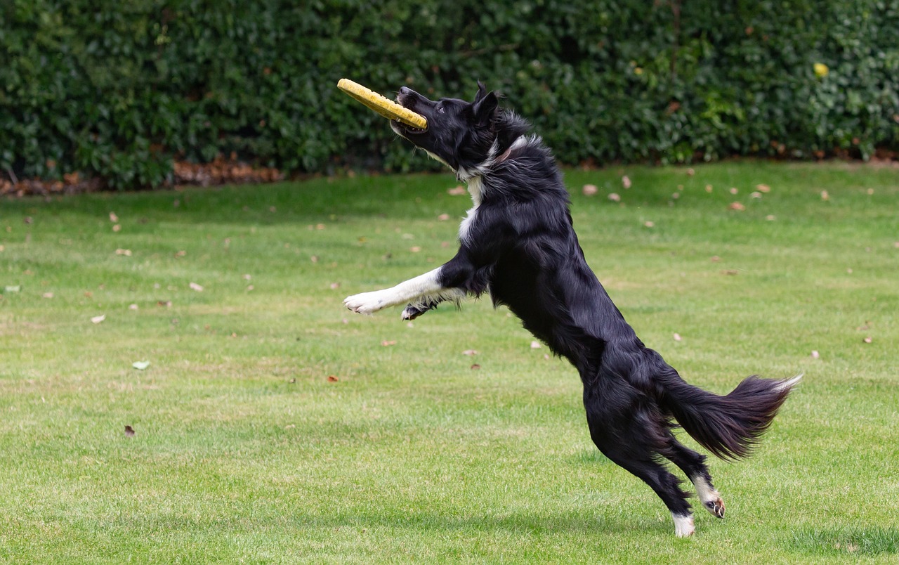 Ozzie catching a frisbee 