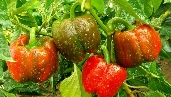 How to Prevent Pepper Plants from Wilting