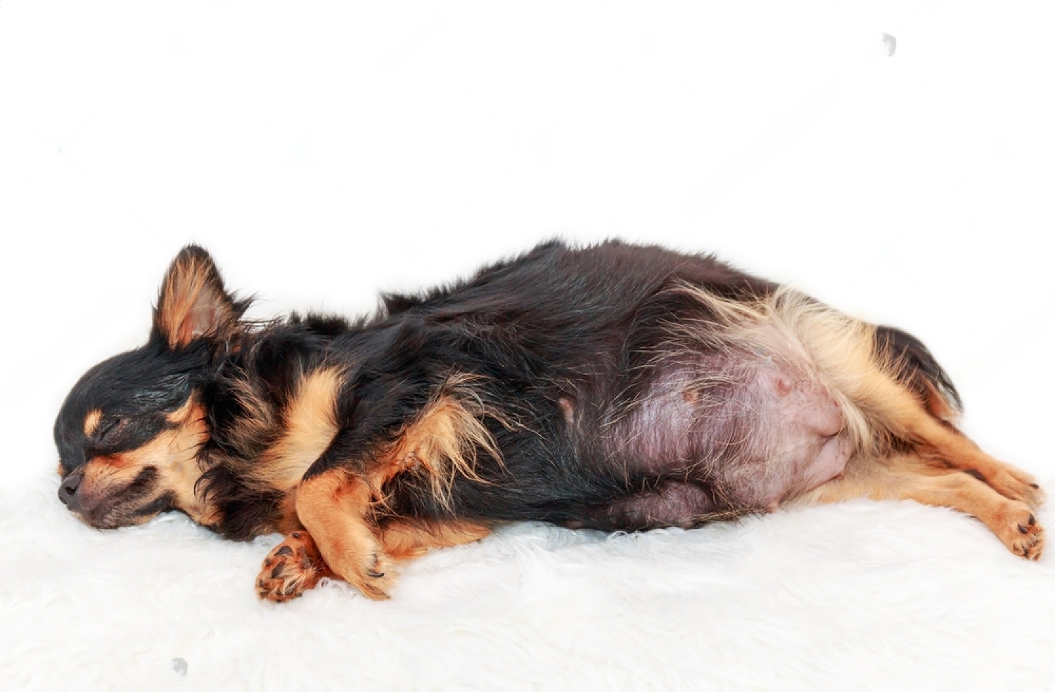 Dog Refuses To Give Birth, Vet Sees Ultrasound And Realizes Why 6 bA7ciohRry0tKVe2B ngo