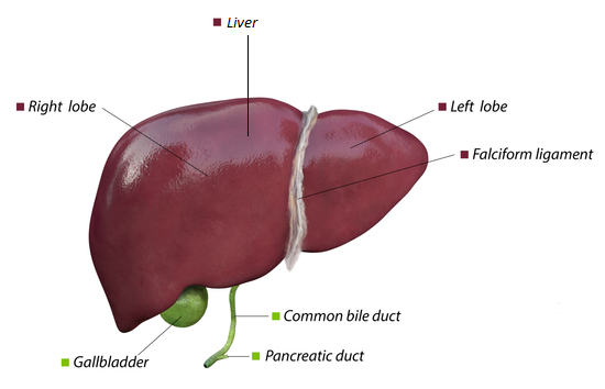 diagram showing location of gallbladder below liver