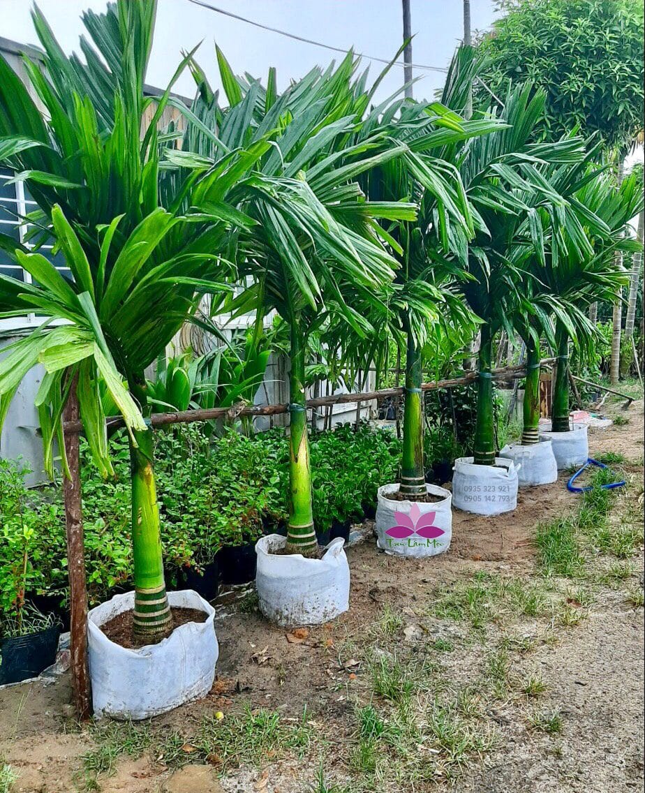 hình ảnh cây cau lùn