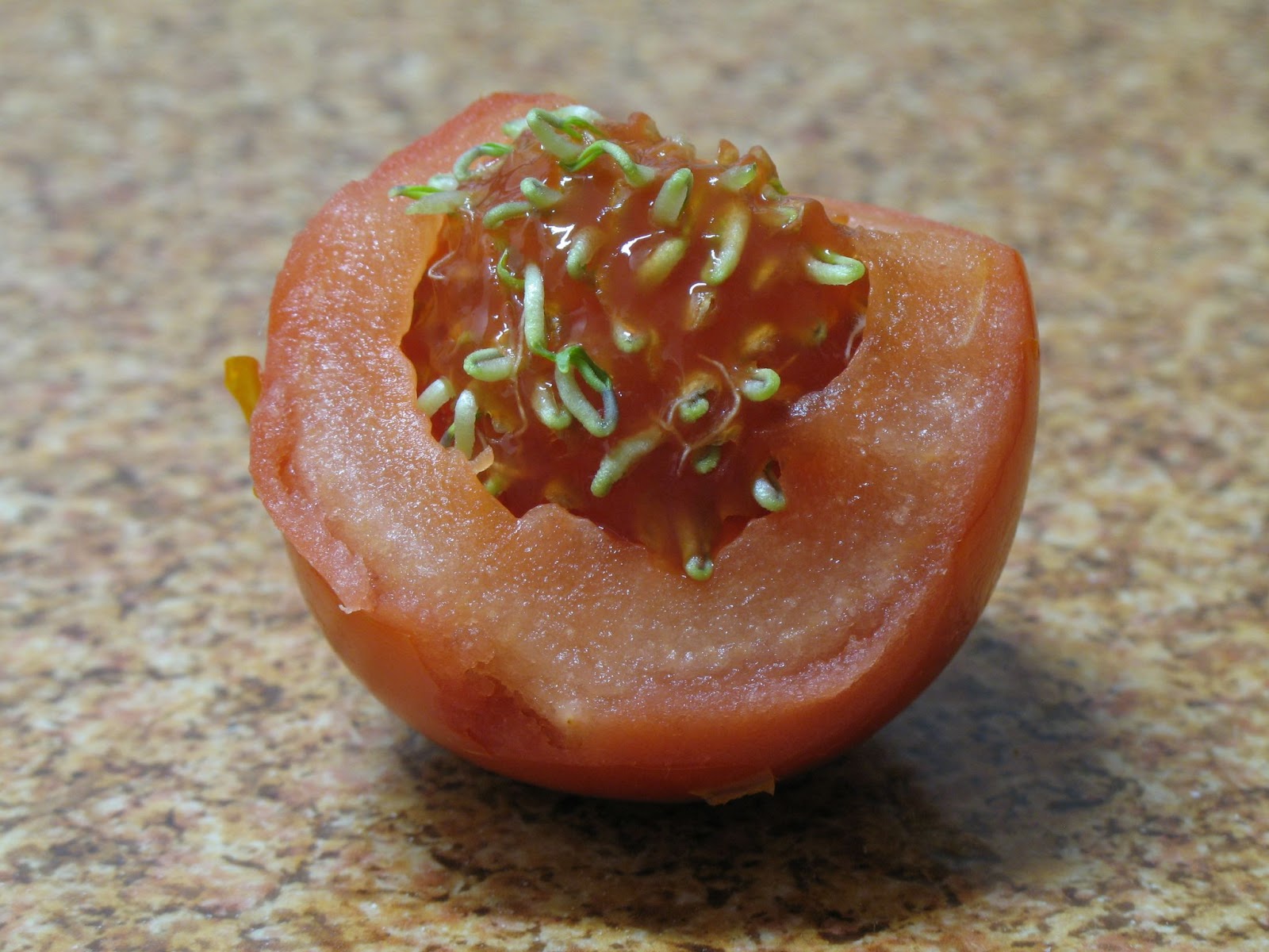 semente de tomate