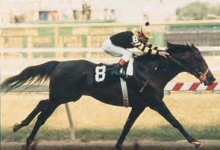black thoroughbred racehorse. Thoroughbred racehorse,