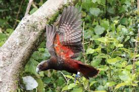 Image result for rata tree with a kaka bird and a tui bird