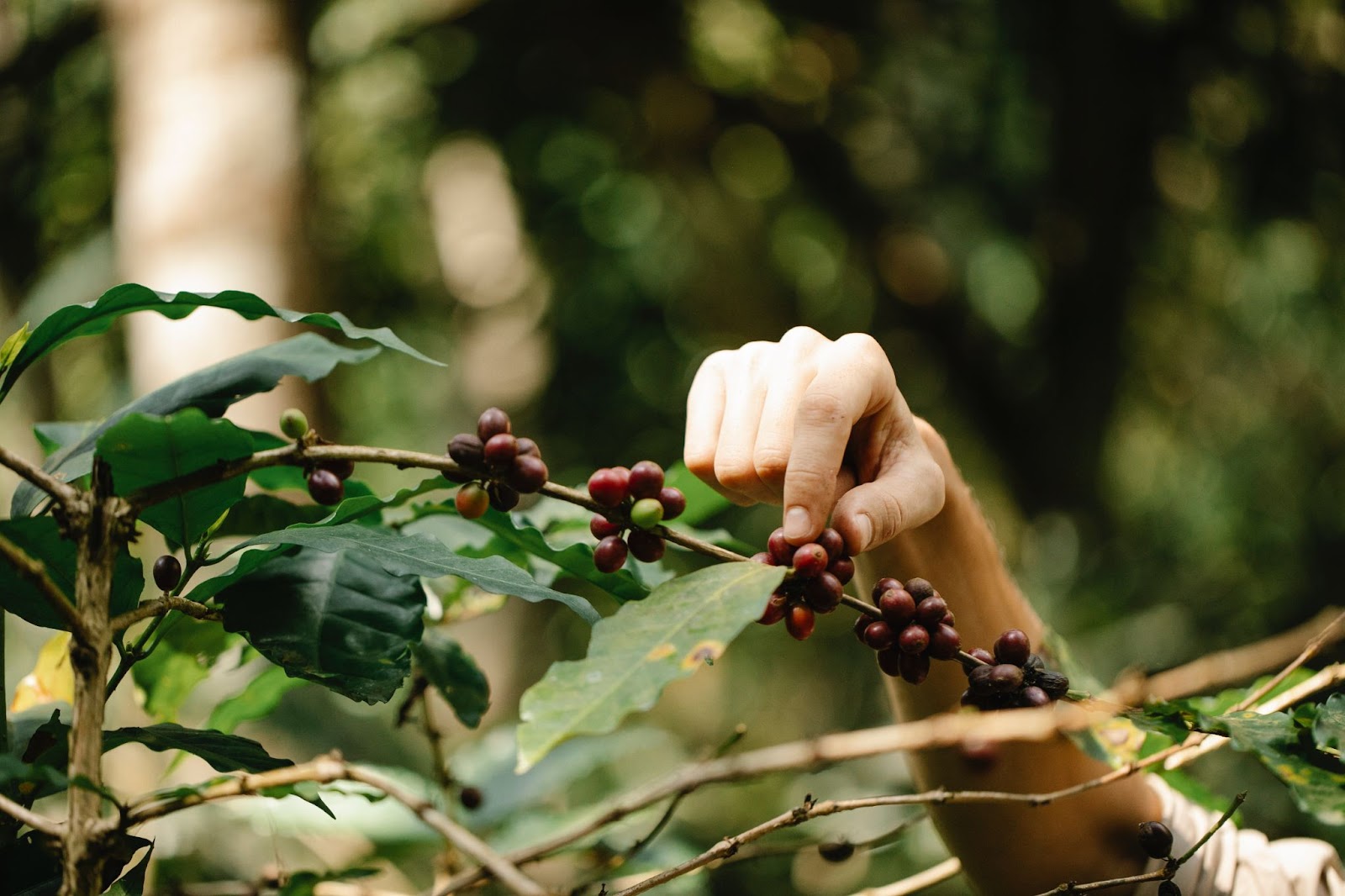 Coffee plant  - harvesting the ripe cherries