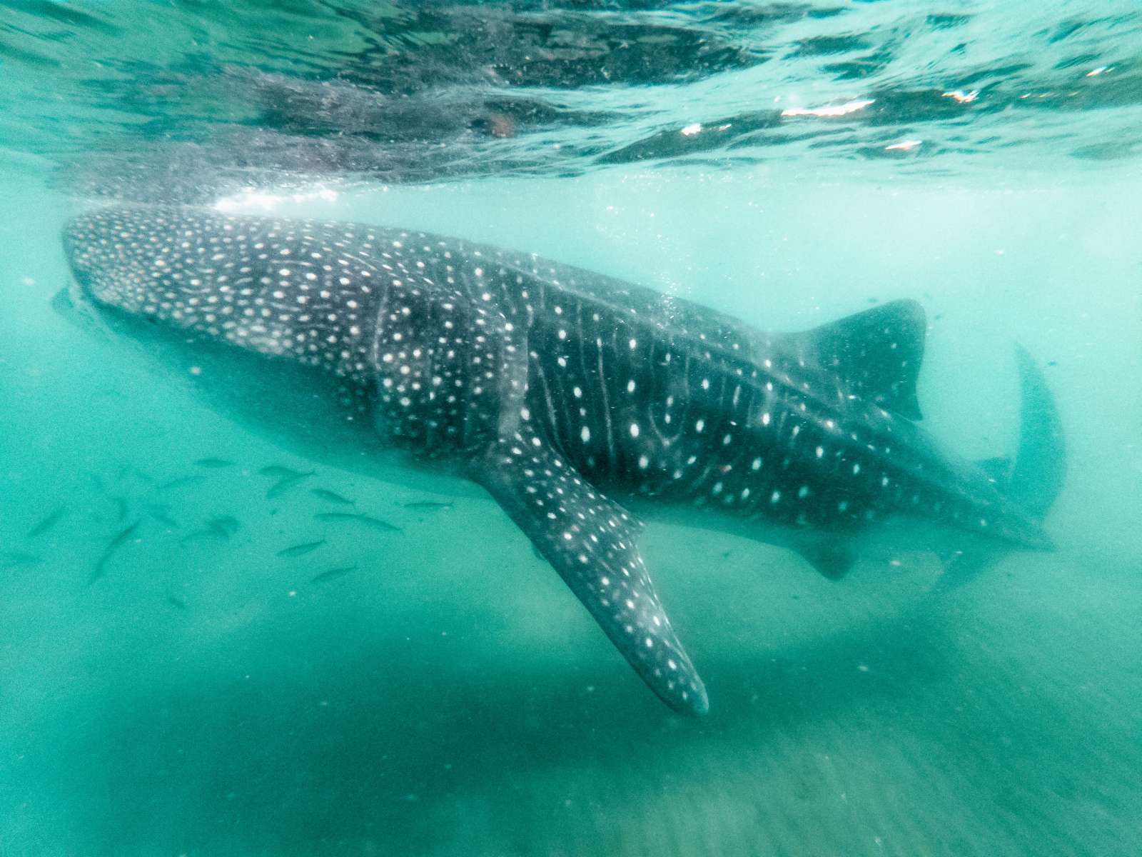 Whale shark ocean when Diving with Whale Sharks