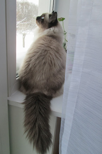 поговорим о кошках