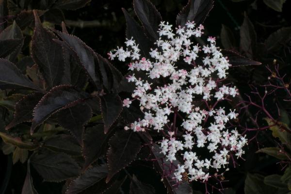 http://www.hansaplant.ee/static/catalog/pilt_193_big.jpg