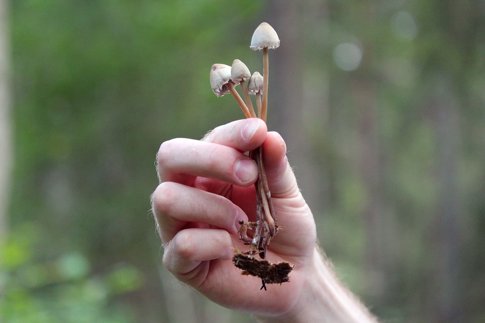 Cogumelos na mão 