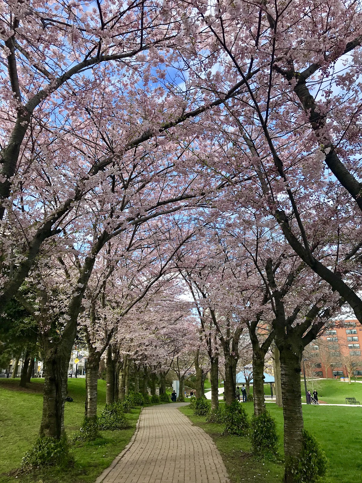 cherry blossoms spencer smith park