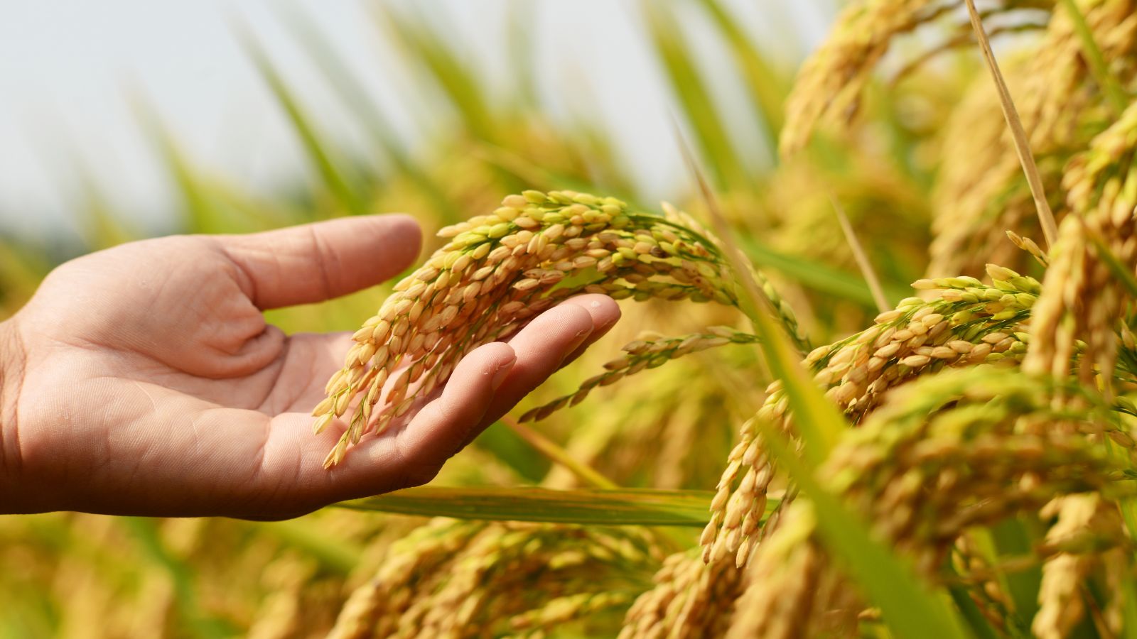 Goddess of Fertility: Crop survival and fertility goddesses, picture of wheat