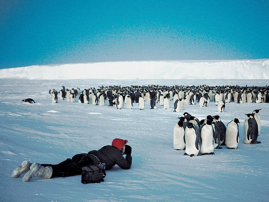 सम्राट पेंगुइन का झुंड (एप्टेनोडिटेस फोर्स्टेरी) चांदनी, अंटार्कटिका में फोटो खिंचवाया जा रहा है।