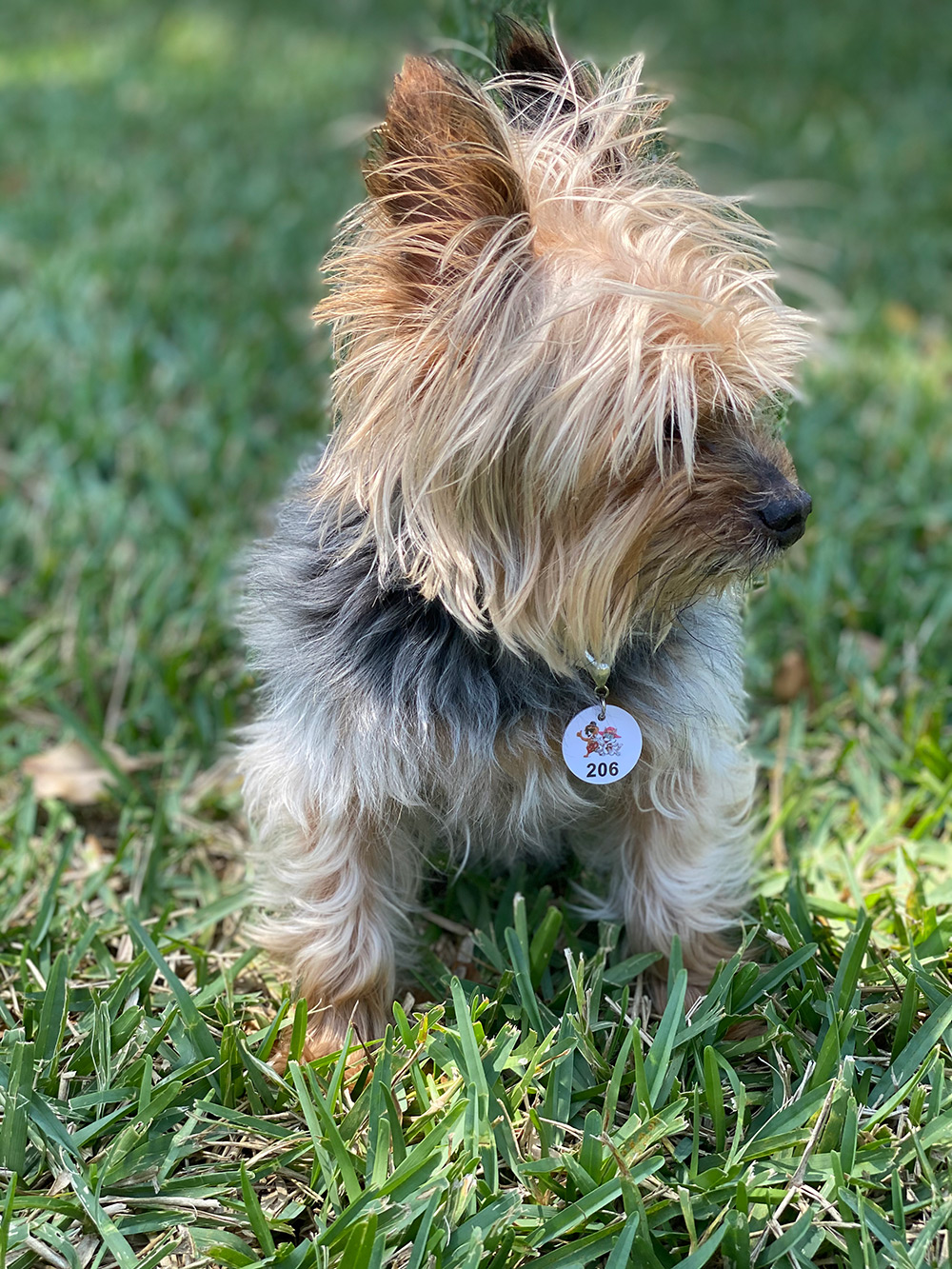 Sync Pet Collar Tag