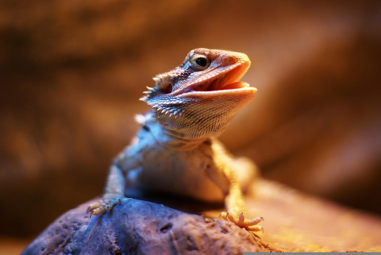 Bearded dragon with mouth open