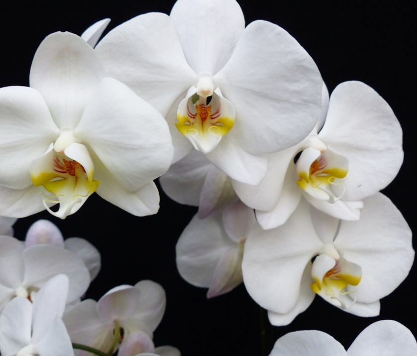 White Orchids: Purity and Sympathy