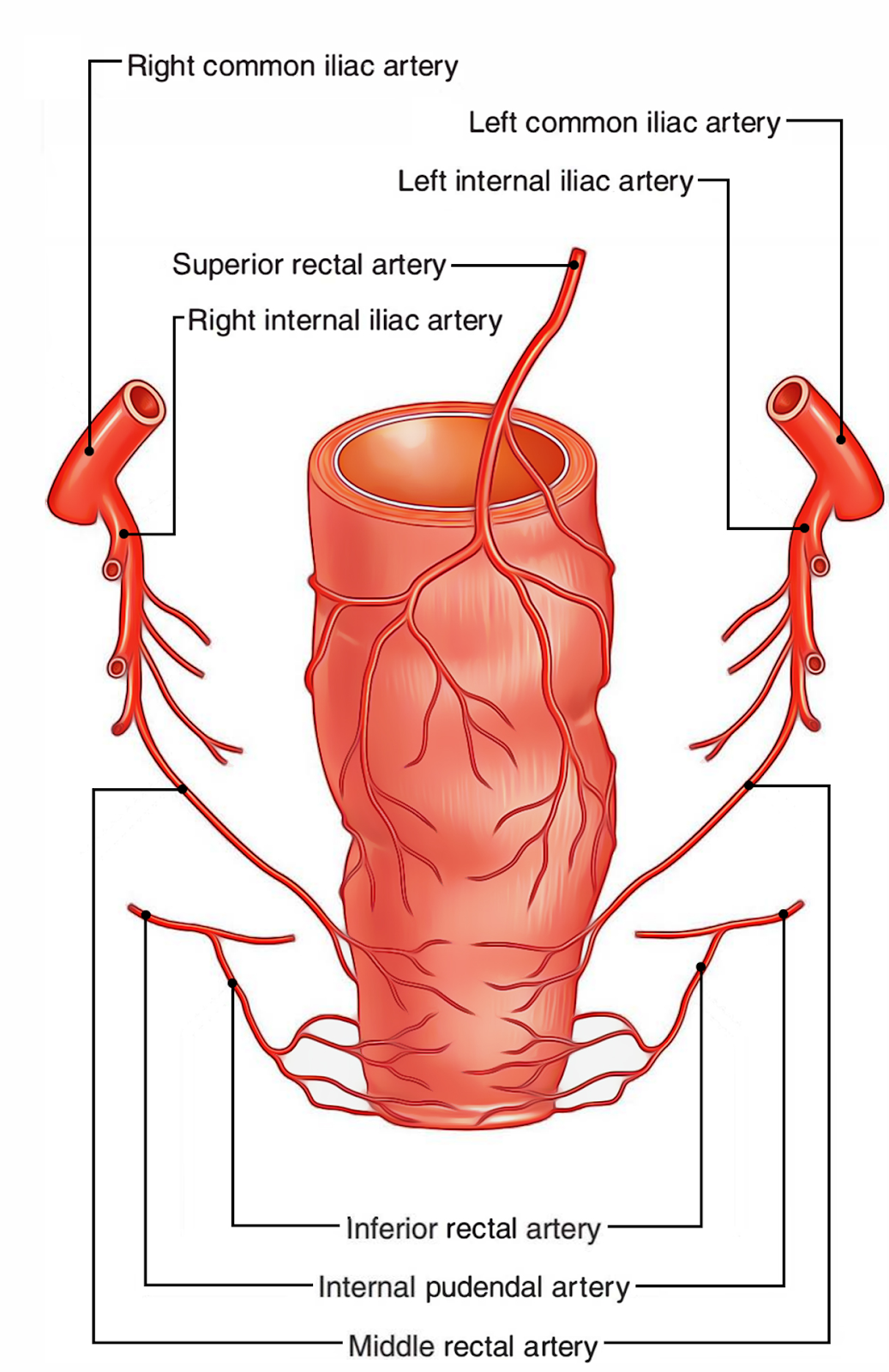 Rectum artery