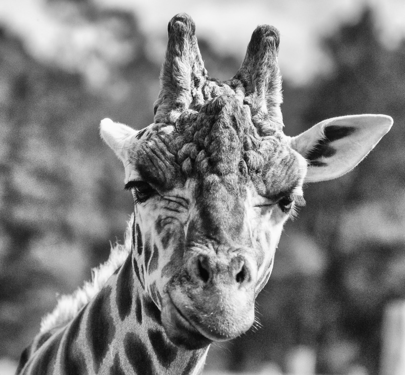 A black and white photo of a giraffe with a quizzical look on its face.