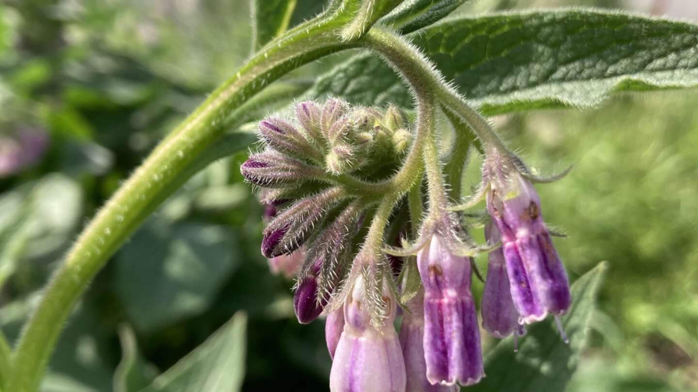 Comfrey is a natural fertilizer.