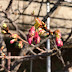 河津桜の蕾膨らむ