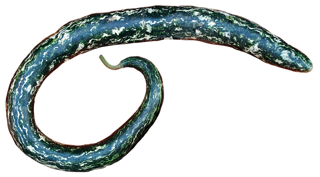 Snake Gourd