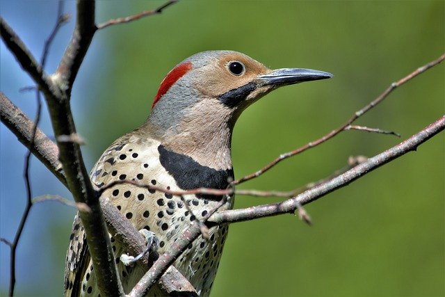 Woodpecker bird name in hindi
