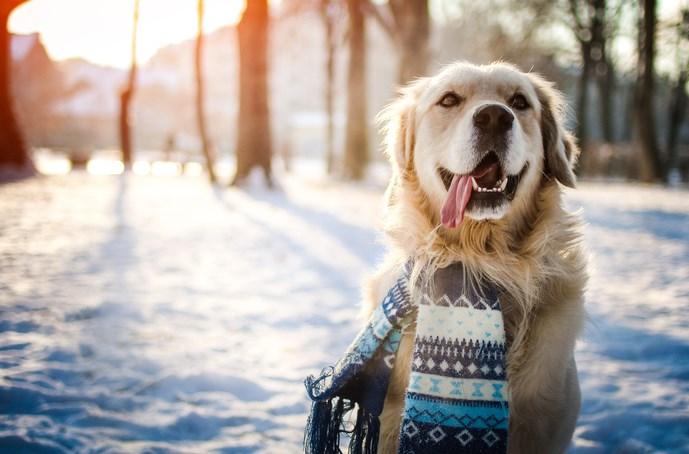 4 Tips to Keep Your Pet Safe & Warm This Winter 