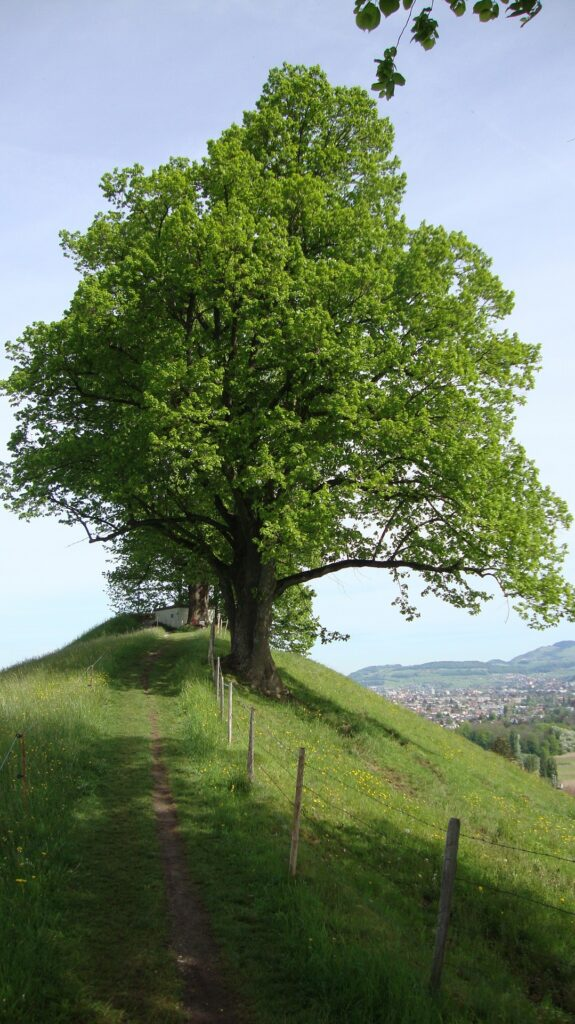 El árbol, maravilla de la naturaleza
