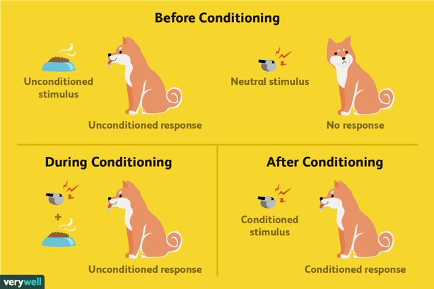 Example of classical conditioning on dogs
