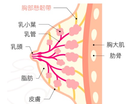 高瑞吟醫師 - 整形外科與乳房外科雙專科 乳房疾病、乳癌篩檢乳房超音波乳房攝影、乳房安可兒微創手術、乳癌術中放射線治療、乳房重建、自體脂肪隆乳、隆乳(蜜桃絨隆乳、柔滴隆乳、魔滴隆乳、女王波隆乳)、提乳手術、縮胸手術