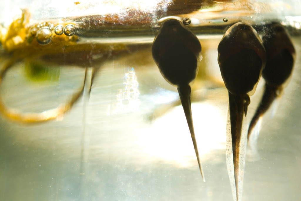 Tadpoles in aquarium