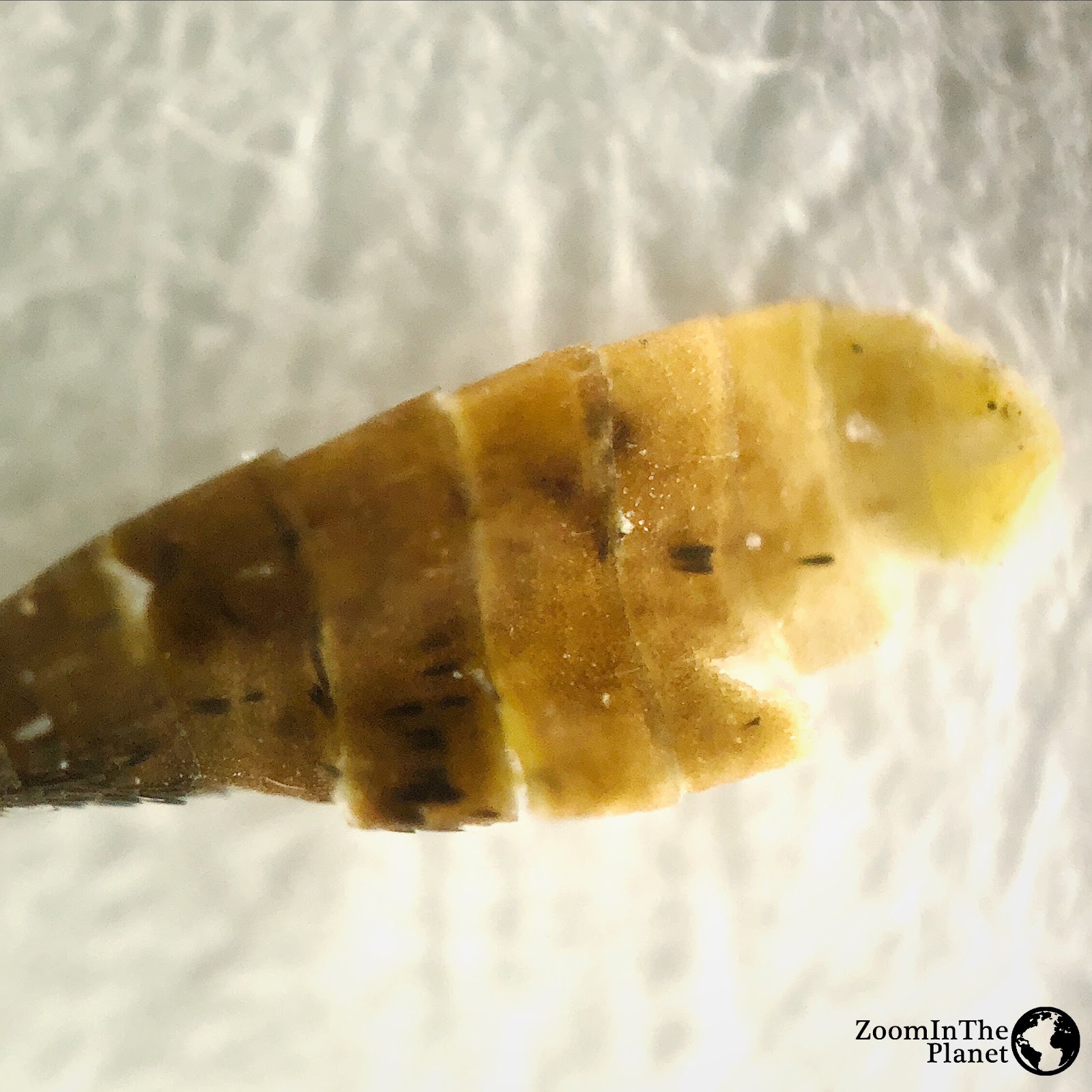 Pieris Rapae (Cabbage White) Antennae