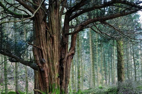 anicent-yew-tree-great-knott-wood-wtml-1072055-michelle-blackburn.jpg