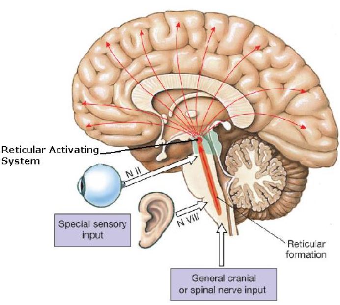 Sistema de ativação reticular e a sua localização anatómica no cérebro humano