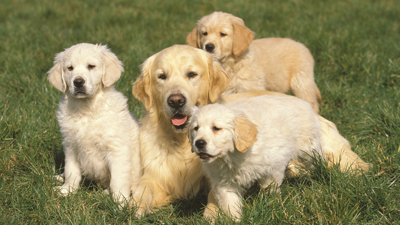 Golden Retrievers are prone to health issues such as Hip Dysplasia, Elbow Dysplasia, Cancer and Skin Allergies. 