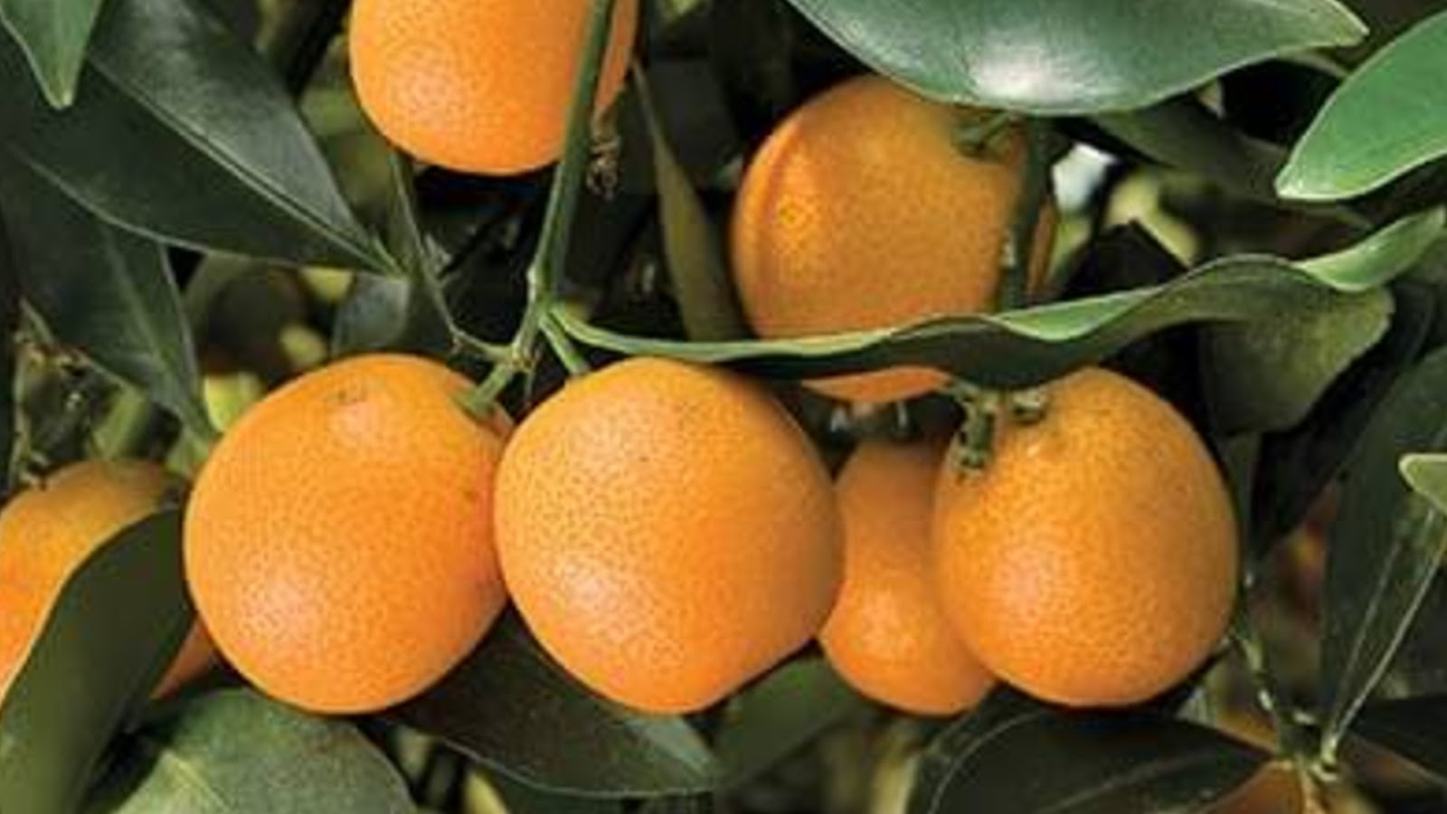 types of kumquats