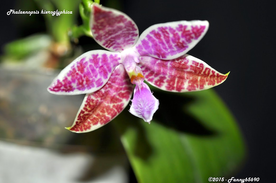 Phalaenopsis lueddemanniana BloeBa7AWQDNvshj7fsxImZInC72HidKaB4Sr-qrwIw=w1163-h773-no