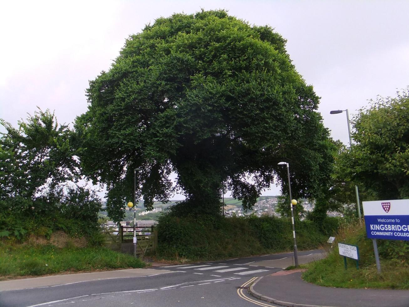 C:\Users\user\Pictures\UK Plants\South Hams Elms\Ulmus (6) Kingsbrigde  DSCF9341.JPG