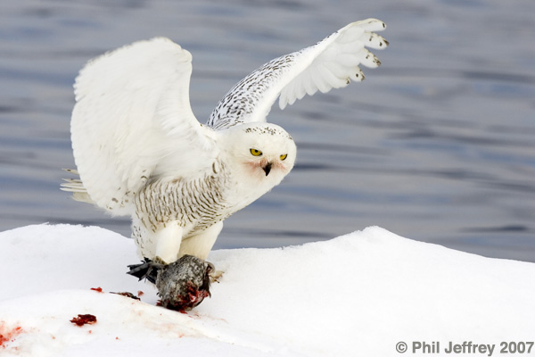 Image result for snowy owl hunting