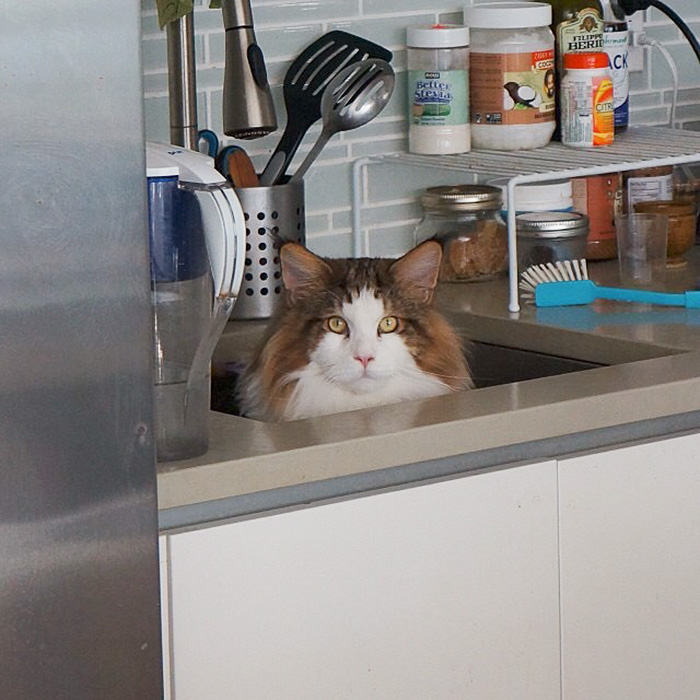The Largest Cat In NYC Who Weighs 28 Lbs And Is Larger Than Most Bobcats