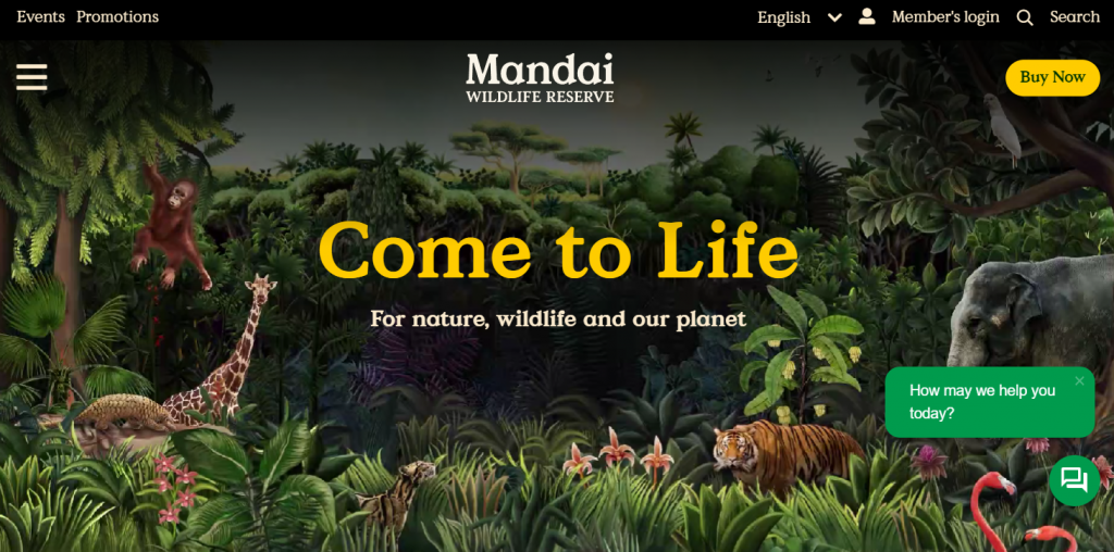 Une capture d'écran du site Web de Mandai avec une palette de couleurs vert foncé, ivoire et jaune.