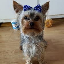 Image result for lola yorkie