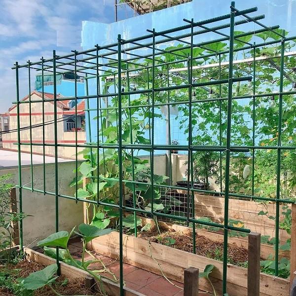Nên chọn ống thép bọc nhựa làm giàn leo không?