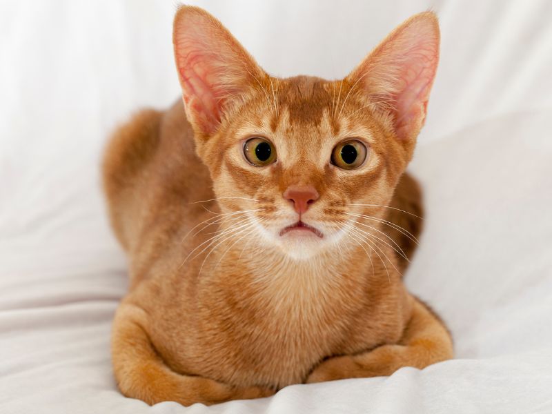 Abyssinian-Cat-Physical-Characteristics